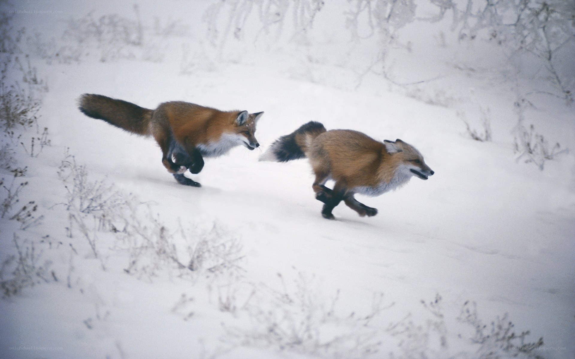 Foxes running in snow