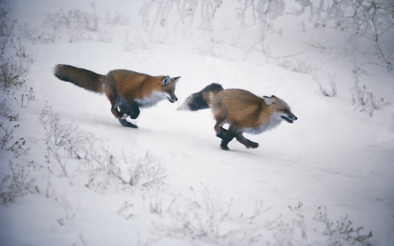 Foxes running in the snow