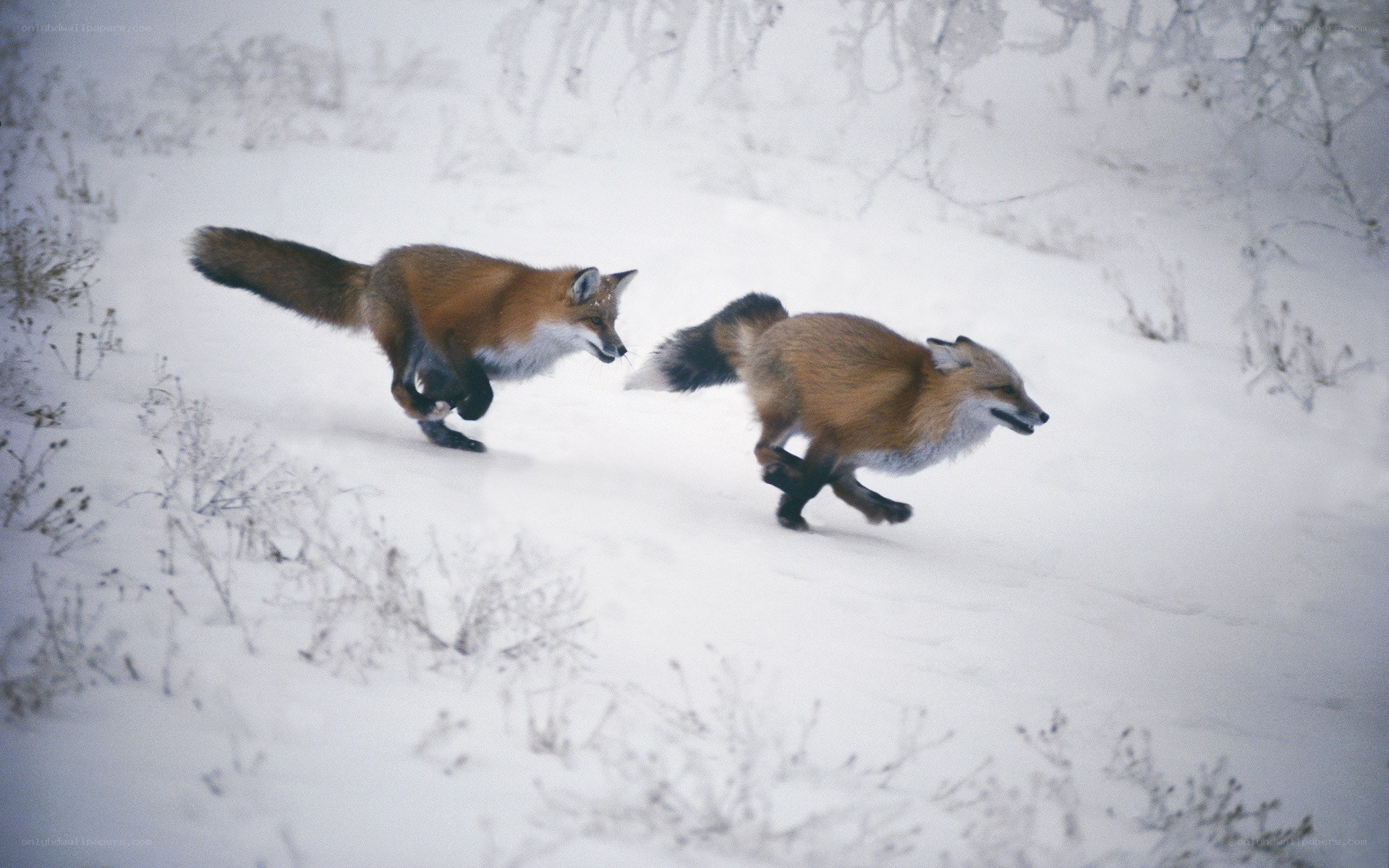 Foxes running in the snow