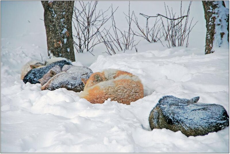 Foxes Sleeping in Snow