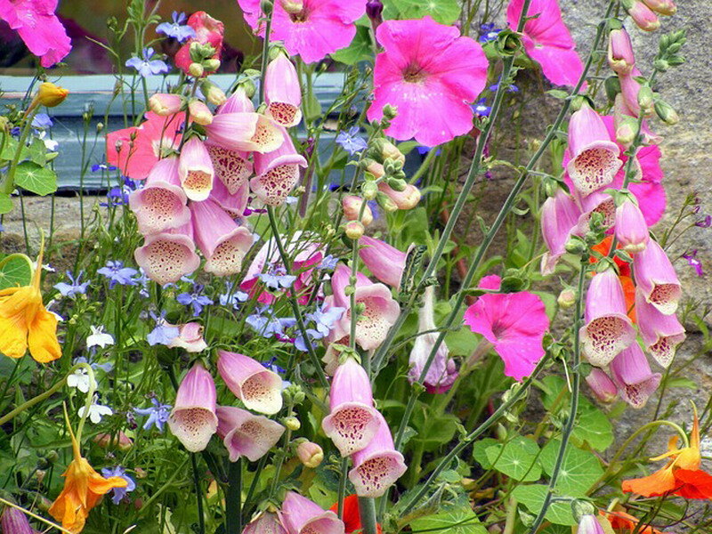 Foxglove and Petunia Flowers