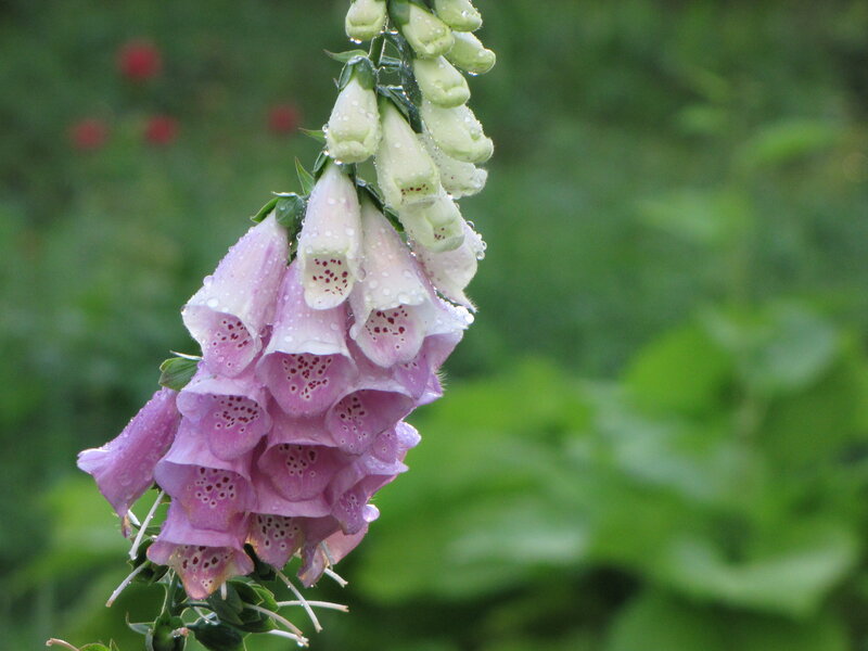 Foxglove Flower Spike