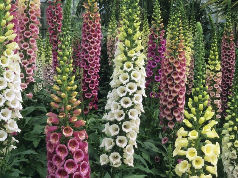 Foxglove Flower Stalks
