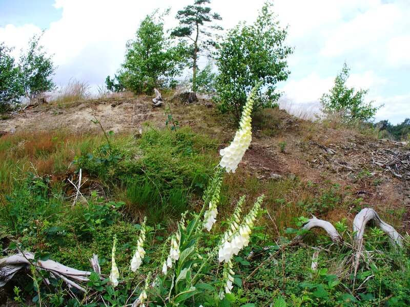 Foxglove Flowers in Field