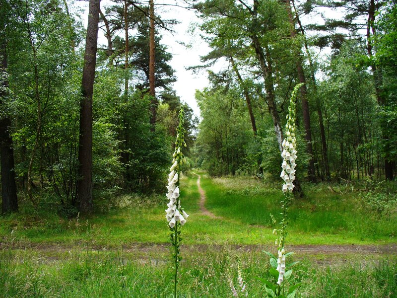 Foxglove Flowers in Forest — Green