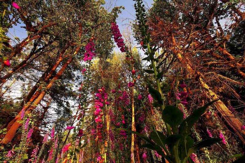 Foxglove Flowers in Forest — Purple