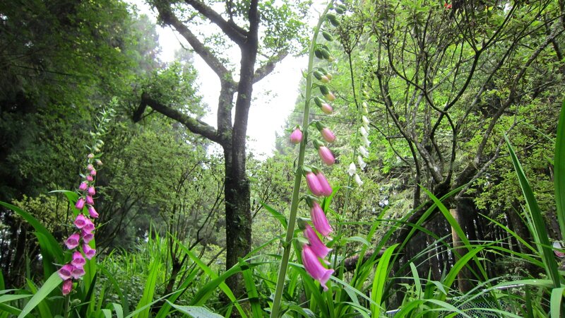 Foxglove Flowers in Forest