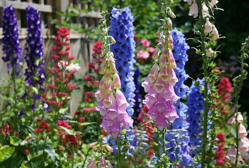 Foxglove Flowers in Garden — Purple