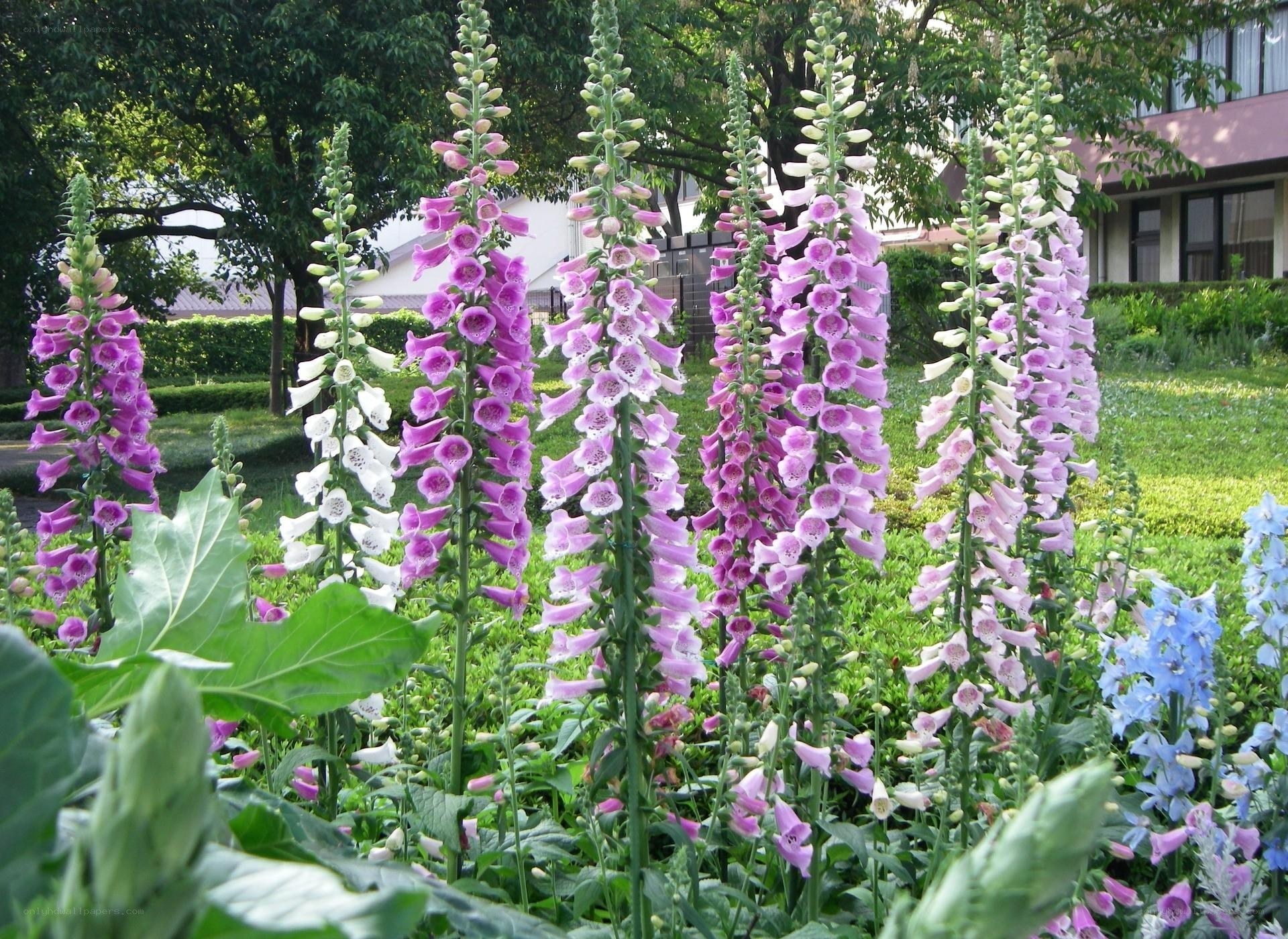 Foxglove flowers in garden