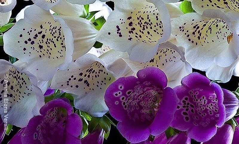 Foxglove Flowers — Purple