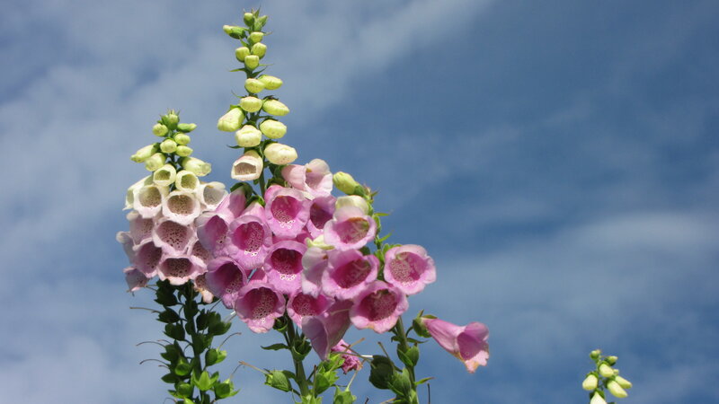 Foxglove Flowers
