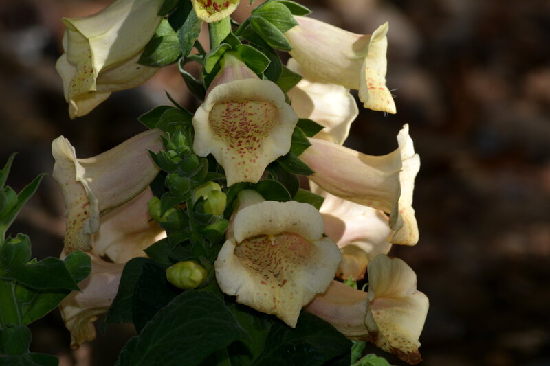 Foxglove Flowers — White