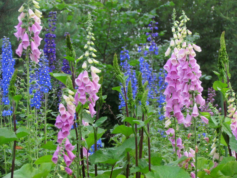 Foxgloves and Delphiniums