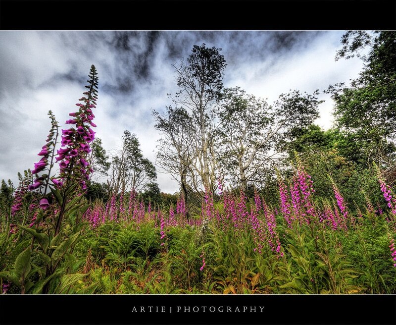 Foxgloves in a forest clearing