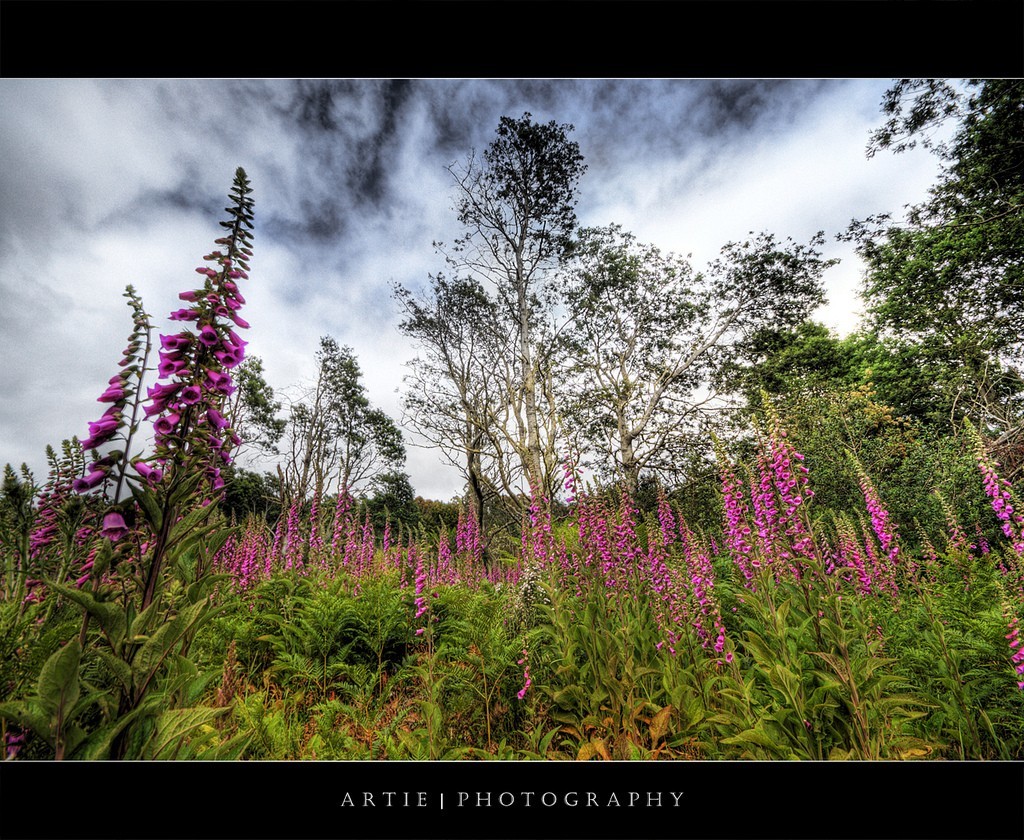 Foxgloves in a forest clearing