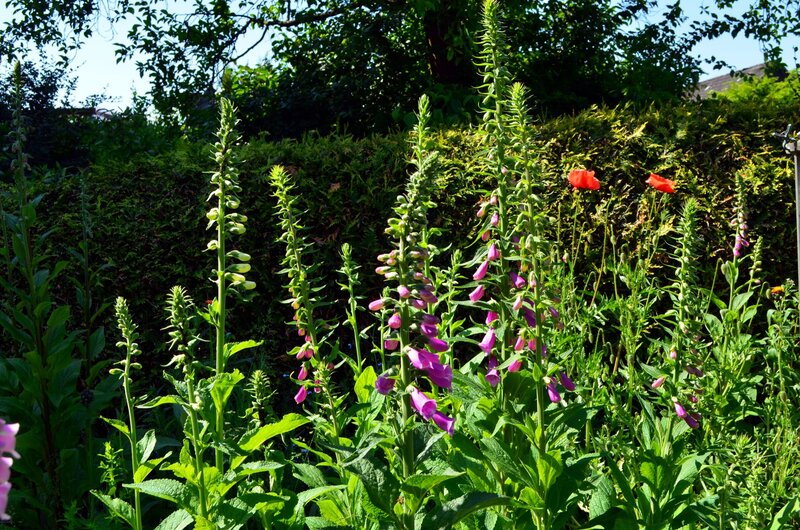 Foxgloves in Garden — Green