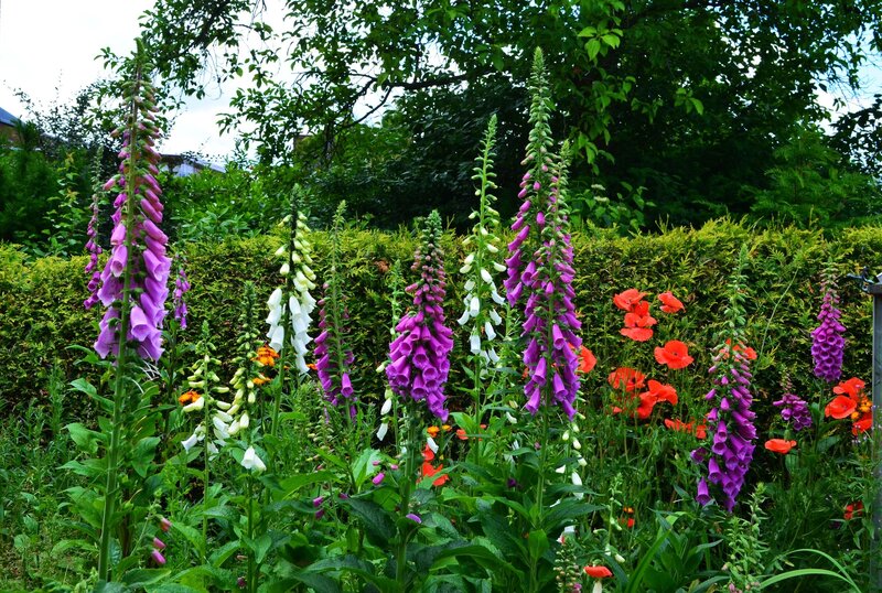 Foxgloves in Garden — Purple