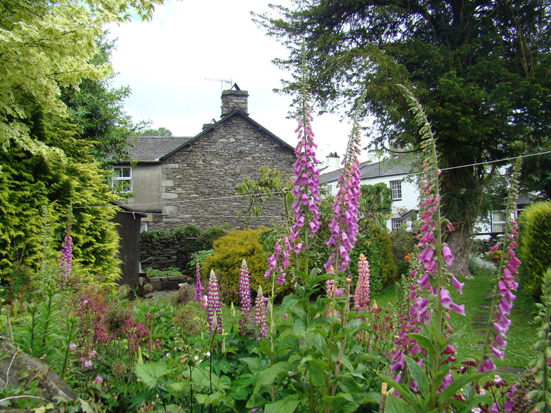 Foxgloves in Garden