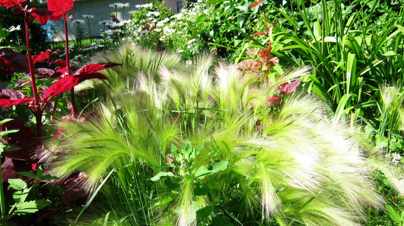 Foxtail Barley in Garden