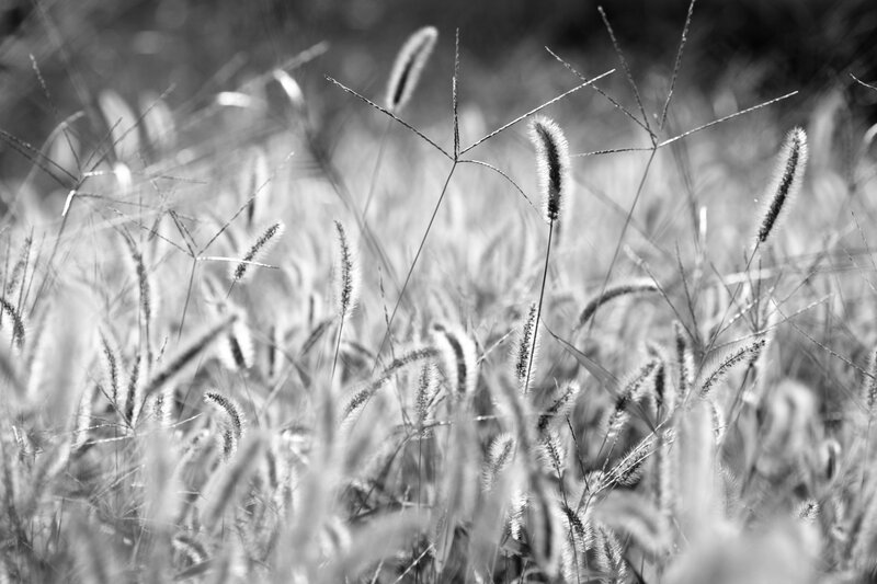 Foxtail Grass in Field — Black