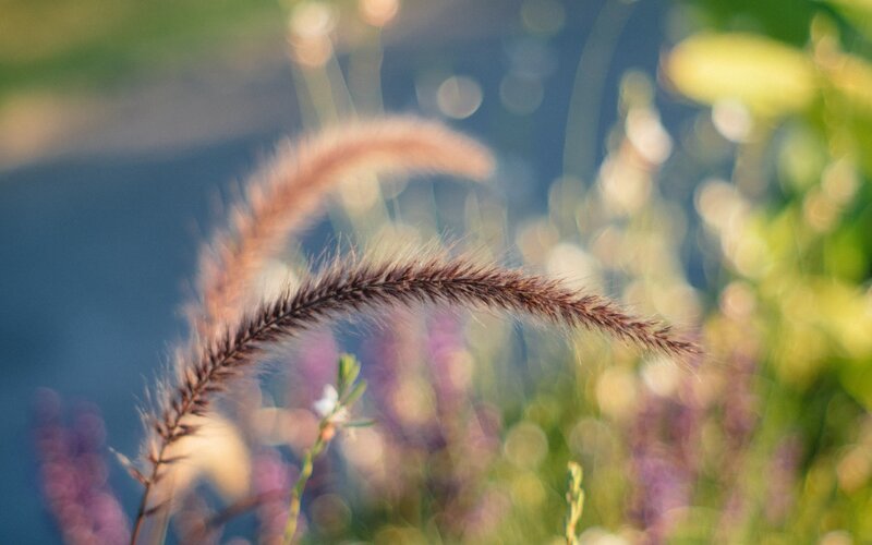 Foxtail Grass in Field — Brown