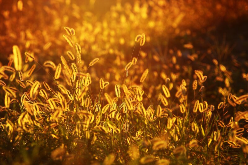 Foxtail Grass in Field — Gold