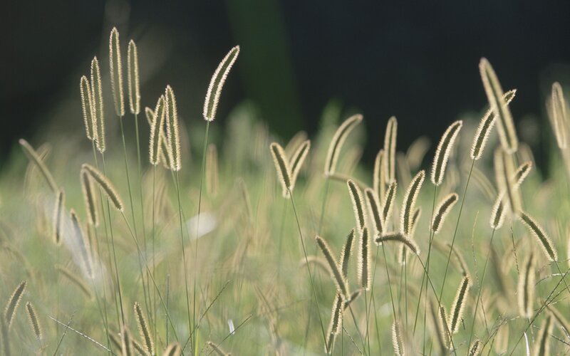 Foxtail Grass in Field — Green, Serene