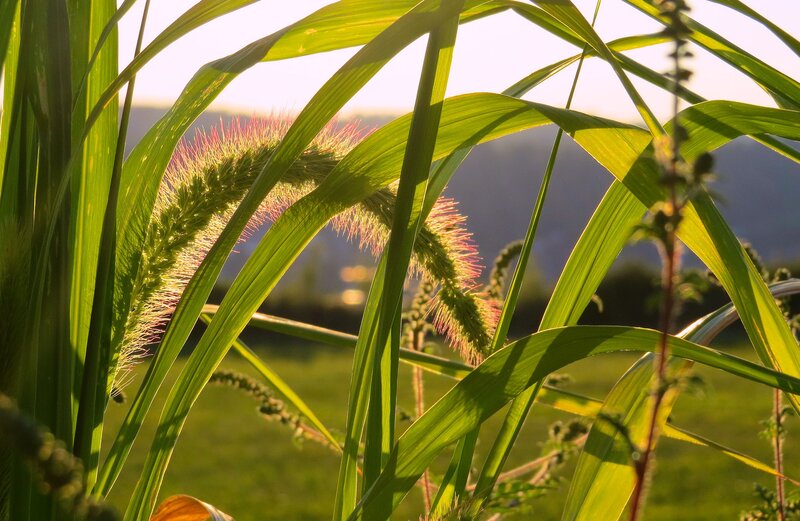 Foxtail Grass in Field — Green