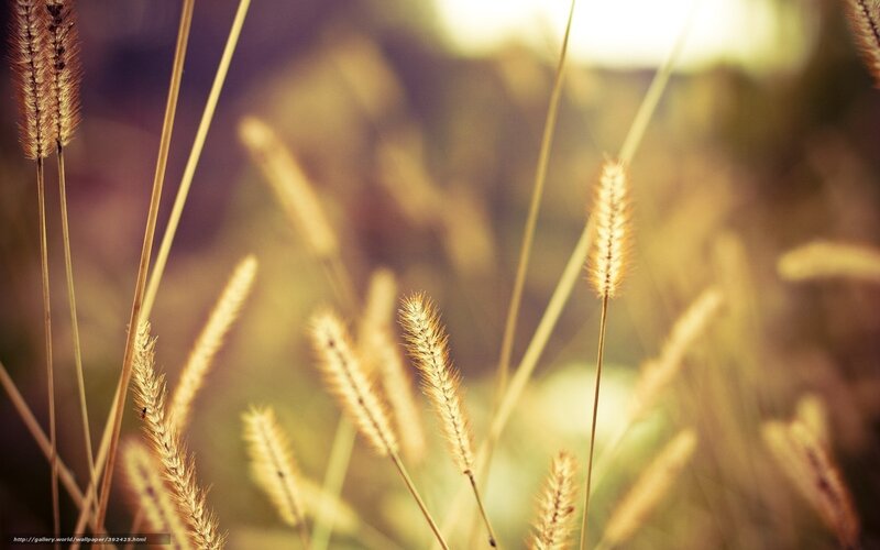 Foxtail Grass in Field — Yellow, Serene