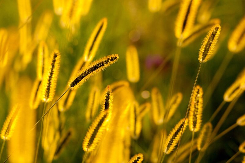 Foxtail Grass in Field — Yellow