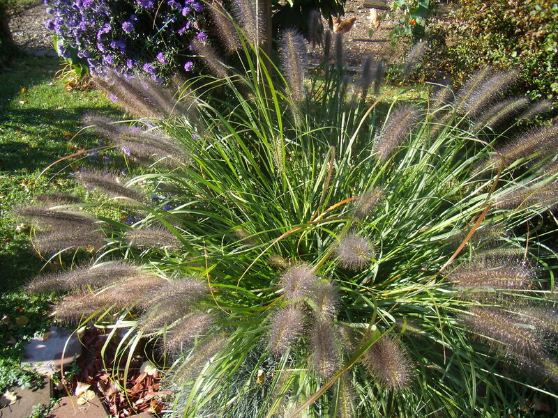Foxtail Grass in Garden