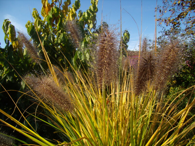 Foxtail Grass in Garden — Yellow