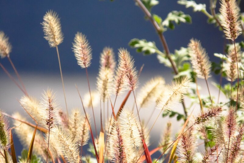 Foxtail Grass in Sunlight — Beige