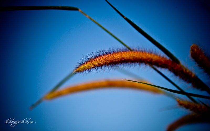 Foxtail Grass in Sunlight — Blue