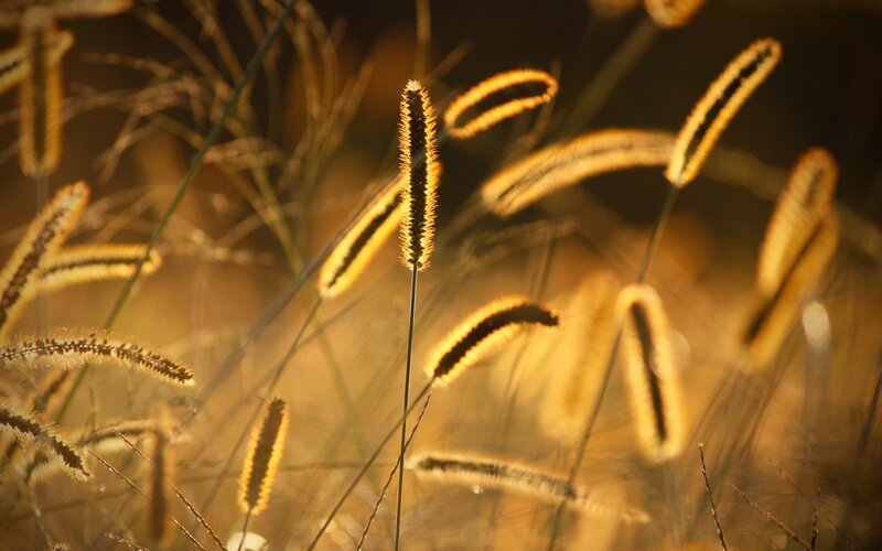Foxtail Grass in Sunlight — Gold
