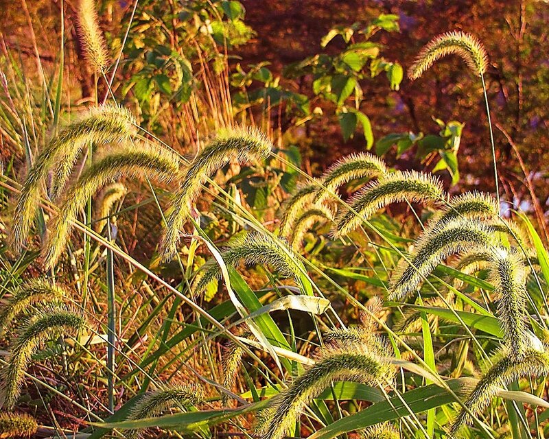 Foxtail Grass in Sunlight — Green, Serene