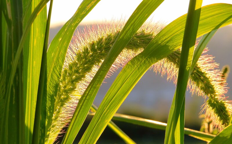 Foxtail Grass in Sunlight — Green