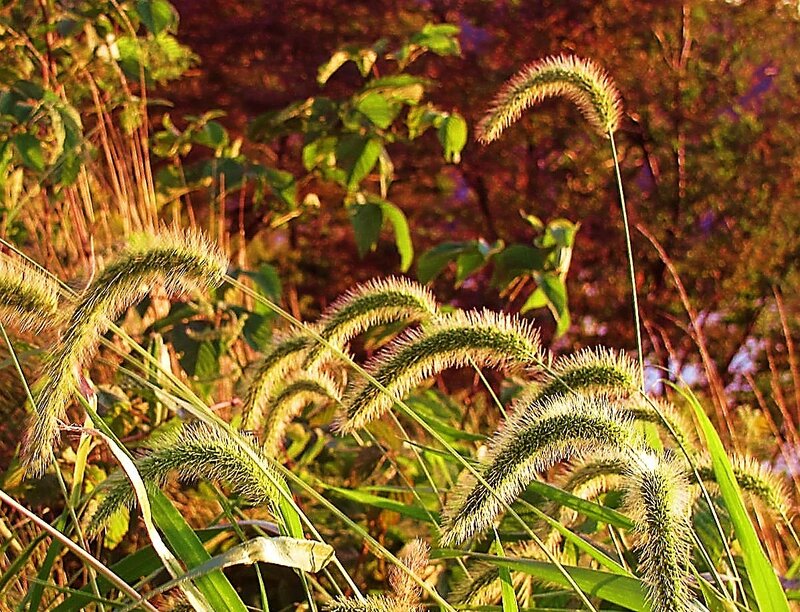 Foxtail Grass in Sunlight