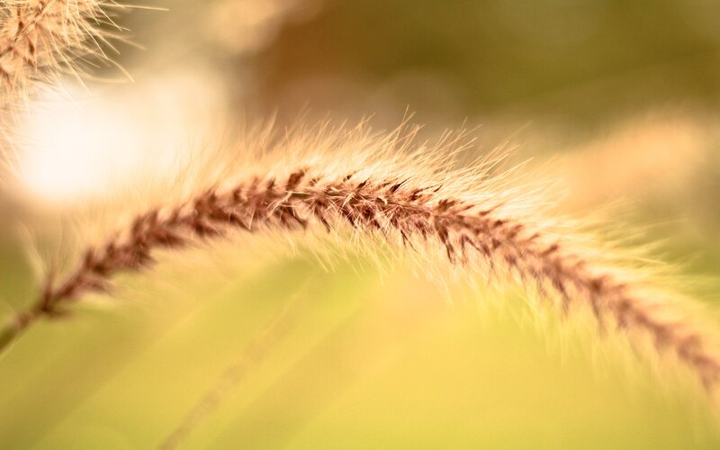 Foxtail Grass in Sunlight — Yellow, Serene