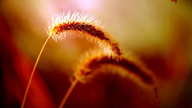 Foxtail Grass in Sunlight — Yellow