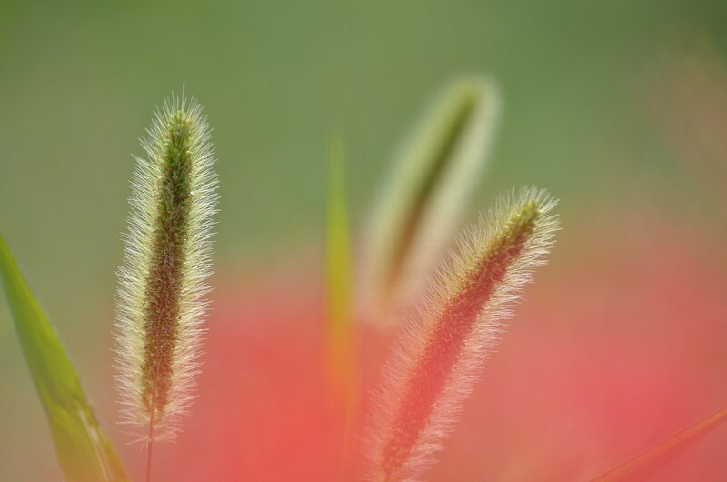 Foxtail Grass Seed Heads