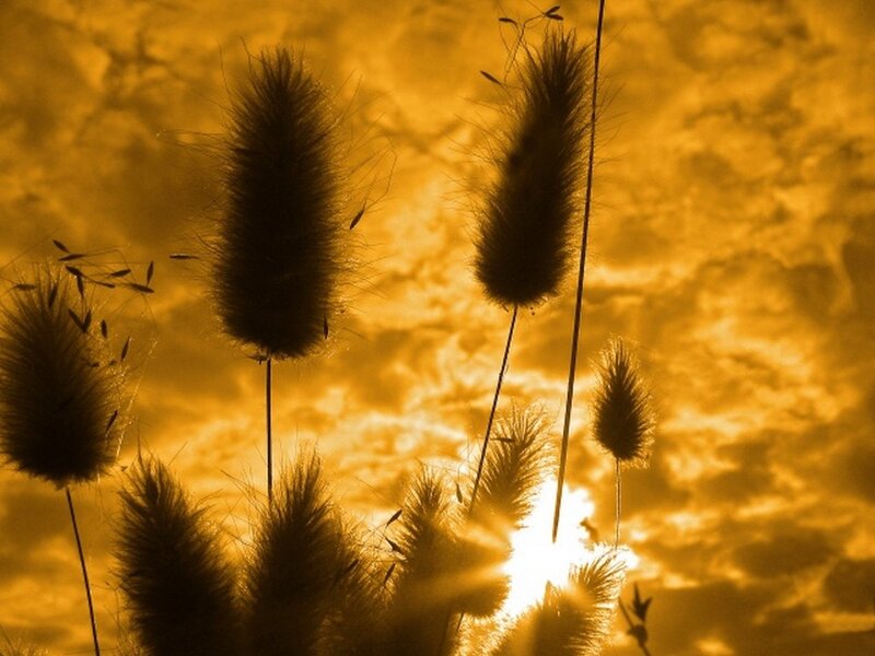 Foxtail Grass Silhouettes