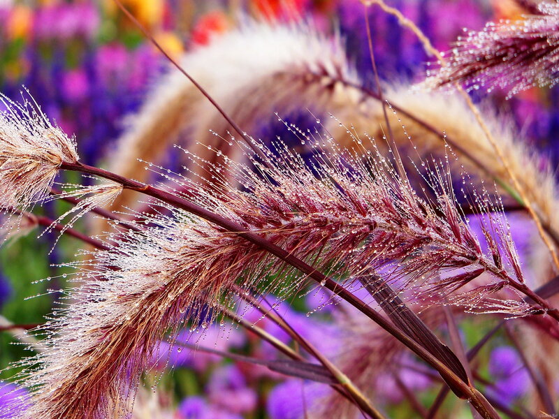 Foxtail Grass with Dew