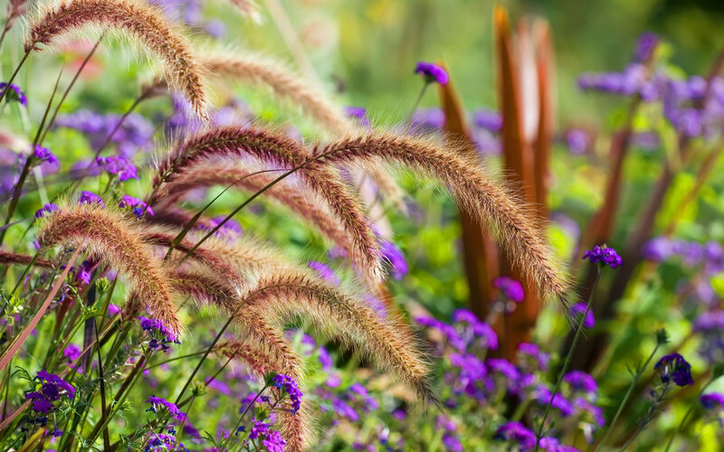 Foxtail Grass with Purple Flowers — Brown