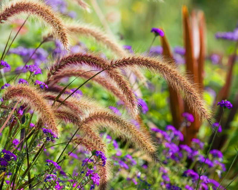 Foxtail Grass with Purple Flowers