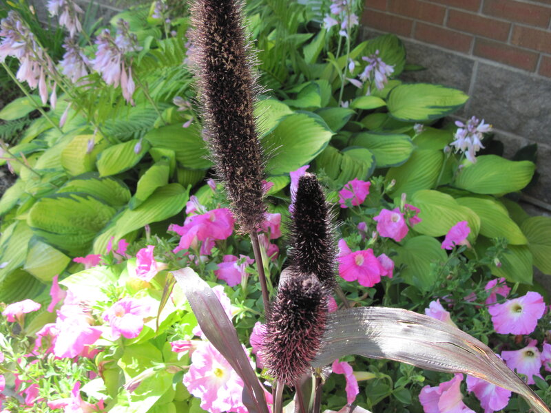 Foxtail Millet in Garden