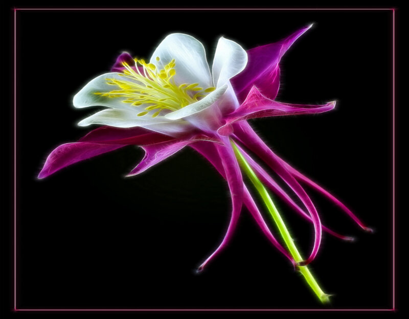 Fractal Aquilegia Flower