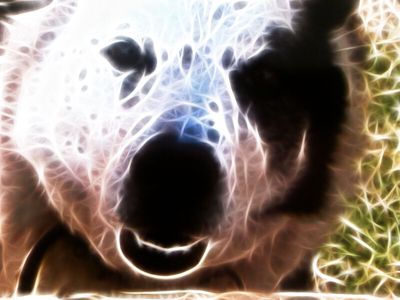 fractal bear face