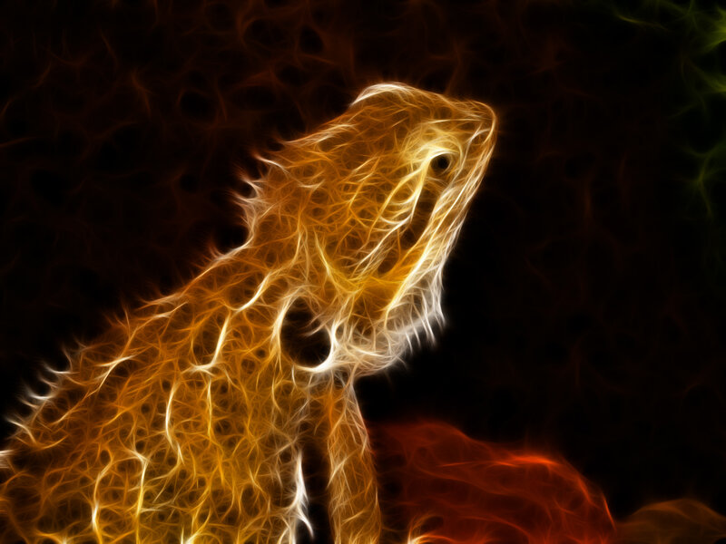 fractal bearded dragon