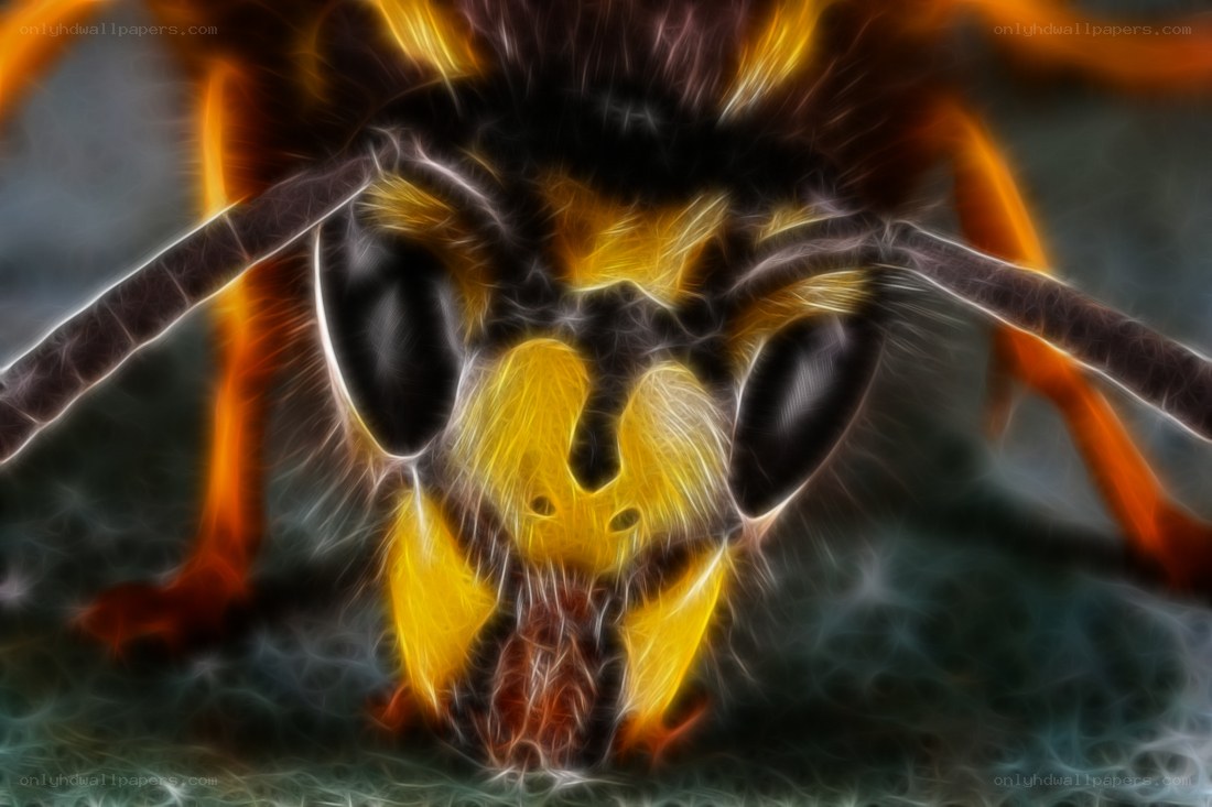 fractal bee close-up